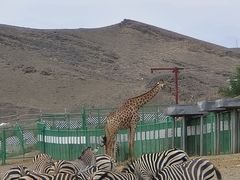 -新疆天山野生动物园