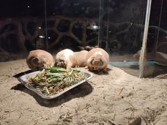 -绿色星球动物主题公园