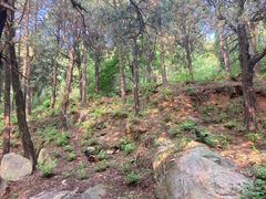 -泰山风景名胜区