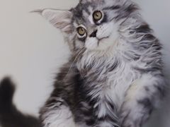 -lincat·猫舍(广州店)