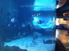 -烟台海昌鲸鲨海洋公园