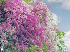 -深圳国际园林花卉博览园