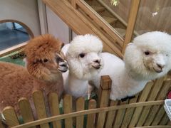 -藦茜花园宠物主题亲子互动体验馆(国顺东路店)