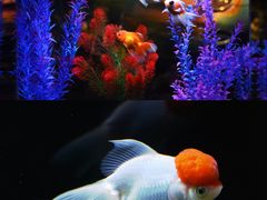-绿色星球动物主题公园