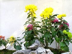 -汇龙潭