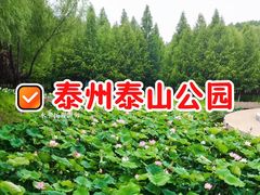 -泰州凤城河风景区-泰山公园