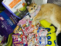 -猫大福·Fortune Cat猫舍(百子湾店)