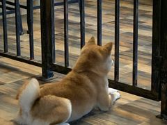 -柴源莊·柴小宠柴犬咖啡