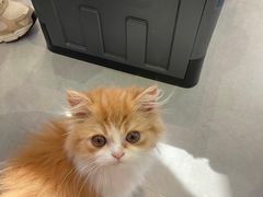 -Heymao猫咖.咖啡厅(东门店)