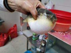 -长顺河豚馆(江洲东路)