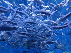 -成都浩海立方海洋公园