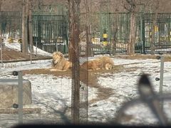 -秦皇岛野生动物园