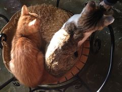 猫咪-猫猫幼稚园·撸猫·桌游·电玩