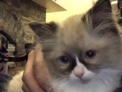 -猫色咖啡·猫咖