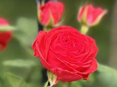 -融园咖啡馆(昙华林店)