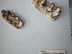 -中国第四纪冰川遗迹陈列馆
