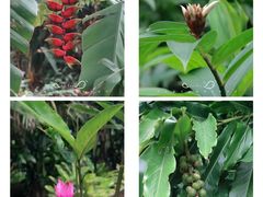 -中国科学院华南植物园