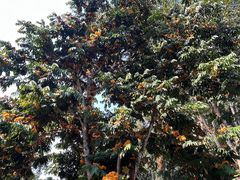 -中国科学院西双版纳热带植物园