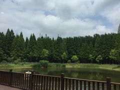 -黄海国家森林公园