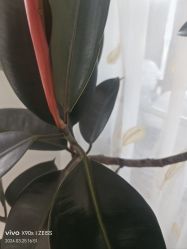 -HEYAN荷妍专业脱毛连锁机构