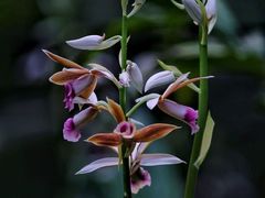 -中国科学院华南植物园