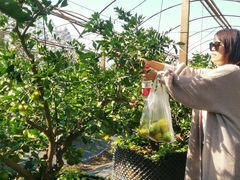 -前小桔亲子创意农场·草莓采摘·露营烧烤