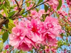 -鼓岭旅游度假区