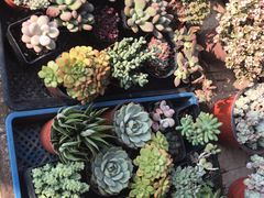 -金陵花卉交易市场