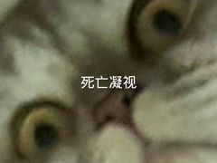 -清真盛志望麻酱酿皮·非遗老字号