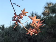 -北京西山国家森林公园