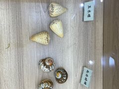 -广东惠东海龟国家级自然保护区