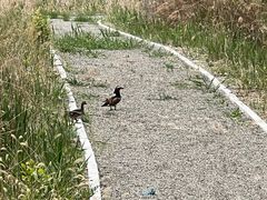 -野鸭湖国家湿地公园