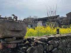 -桑洲油菜花景区