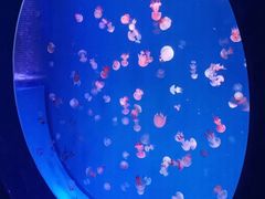 -海合安青岛极地海洋公园