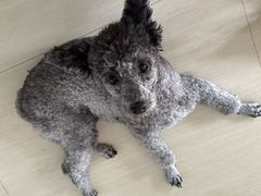 -福懋动物医院·犬猫全科·外科·重症科(杏林分院)