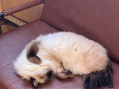 -MOCHA明星猫咖(田子坊店)