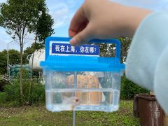 -上海都市菜园