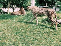 -北京野生动物园