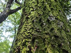 -西湖风景区十里琅珰-五云山