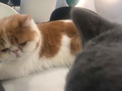 -飞行喵MR PILOT|猫舍·猫咖(静安大融城店)