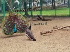 -苏州上方山国家森林公园