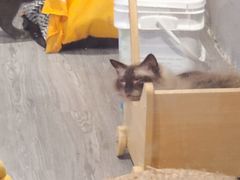 -猫亿天猫咖