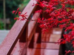 -桃花岛景观公园