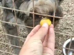 -柚子宠物(伊珊娜调理店)