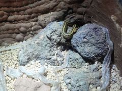 -萌宠奇缘(荣鼎店)