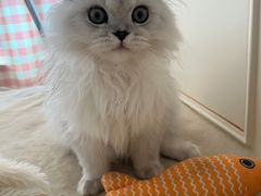 -瑞鹏宠物医院·夜间急症·心超·猫科(祖庙分店)