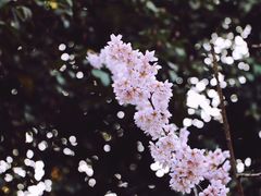 -南山植物园