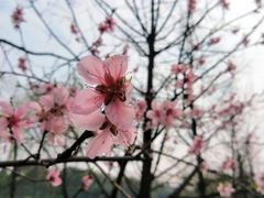 -重庆园博园
