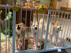 -柴务处·柴犬主题狗咖