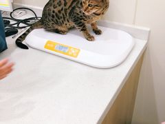 -佩兹宠物医院肿瘤专科·眼科·牙科(黄浦店)